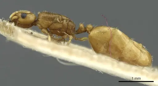 Solenopsis targuia specimen CASENT0913641 image casent0913641_3