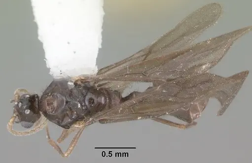 Solenopsis tennesseensis specimen CASENT0104511 image casent0104511_1