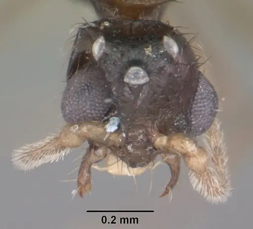 Solenopsis tennesseensis specimen CASENT0104511 image casent0104511_2