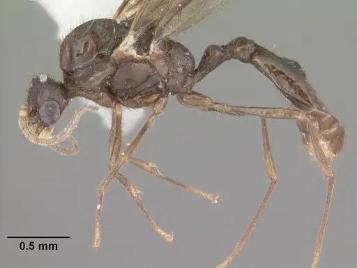 Solenopsis tennesseensis specimen CASENT0104511 image casent0104511_3