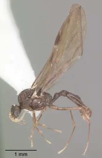 Solenopsis tennesseensis specimen CASENT0104511 image casent0104511_4
