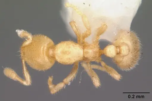 Solenopsis tennesseensis specimen CASENT0104524 image casent0104524_1