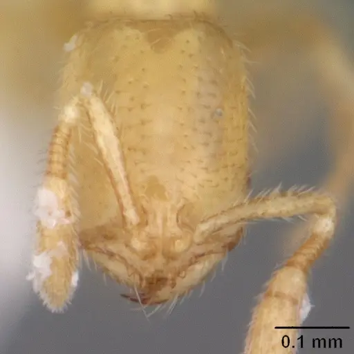 Solenopsis tennesseensis specimen CASENT0104524 image casent0104524_2