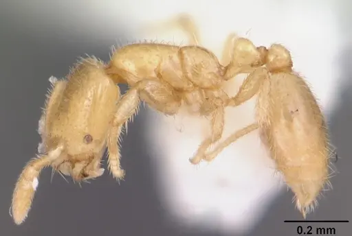 Solenopsis tennesseensis specimen CASENT0104524 image casent0104524_3