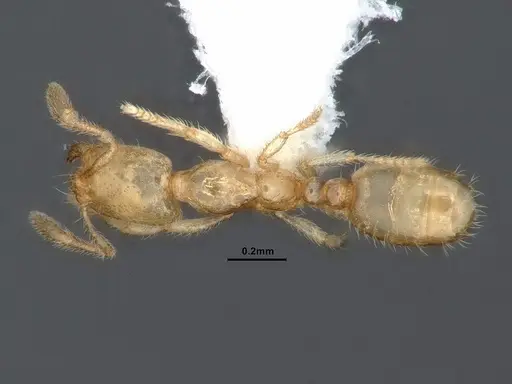 Solenopsis tennesseensis specimen CASENT0884279 image casent0884279_1
