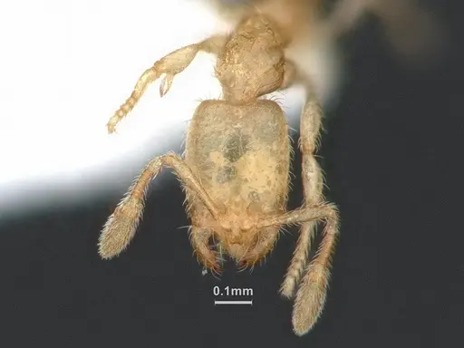 Solenopsis tennesseensis specimen CASENT0884279 image casent0884279_2