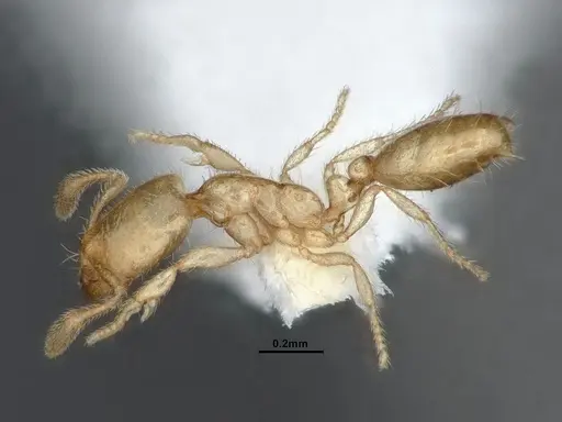 Solenopsis tennesseensis specimen CASENT0884279 image casent0884279_3