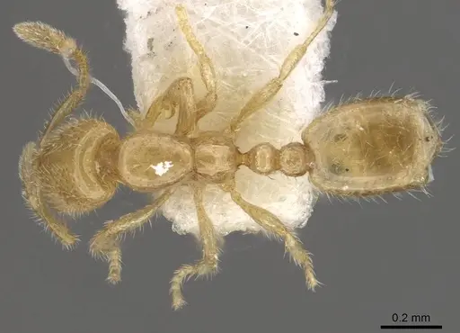 Solenopsis tennesseensis specimen CASENT0911149 image casent0911149_1