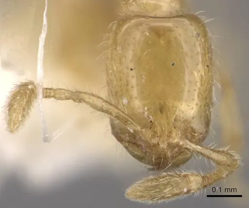 Solenopsis tennesseensis specimen CASENT0911149 image casent0911149_2