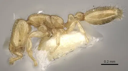 Solenopsis tennesseensis specimen CASENT0911149 image casent0911149_3