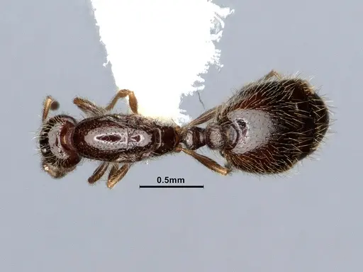 Solenopsis tenuis specimen CASENT0884410 image casent0884410_1