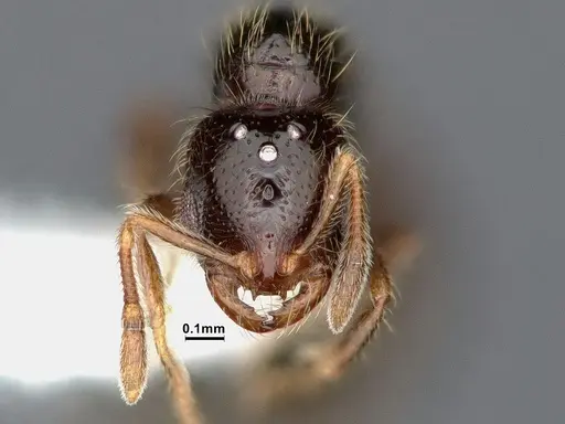 Solenopsis tenuis specimen CASENT0884410 image casent0884410_2
