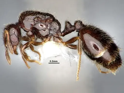 Solenopsis tenuis specimen CASENT0884410 image casent0884410_3