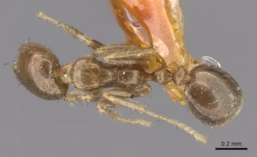 Solenopsis tenuis specimen CASENT0902341 image casent0902341_1