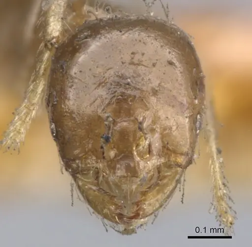 Solenopsis tenuis specimen CASENT0902341 image casent0902341_2