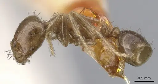 Solenopsis tenuis specimen CASENT0902341 image casent0902341_3