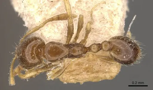 Solenopsis tenuis specimen CASENT0908851 image casent0908851_1