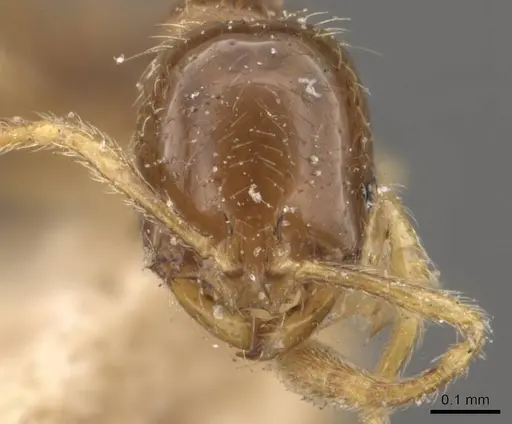 Solenopsis tenuis specimen CASENT0908851 image casent0908851_2