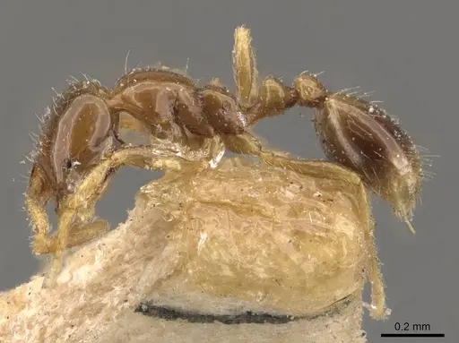 Solenopsis tenuis specimen CASENT0908851 image casent0908851_3