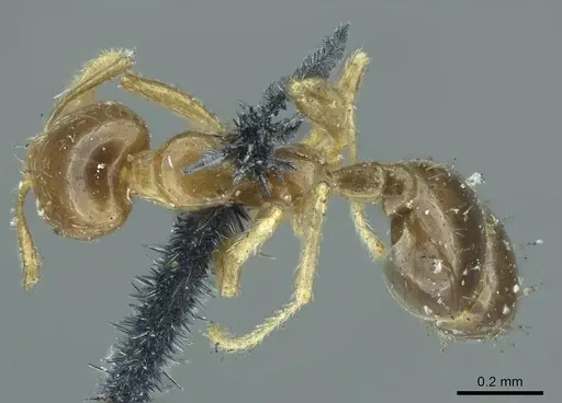 Solenopsis tenuis specimen CASENT0916030 image casent0916030_1