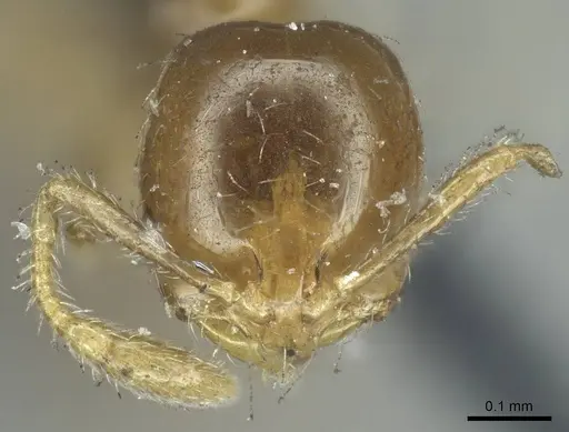 Solenopsis tenuis specimen CASENT0916030 image casent0916030_2