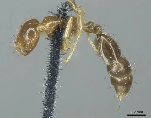 Solenopsis tenuis specimen CASENT0916030 image casent0916030_3
