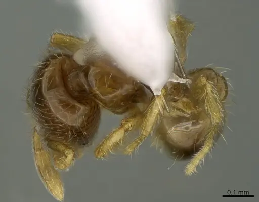 Solenopsis tenuis specimen CASENT0923562 image casent0923562_1