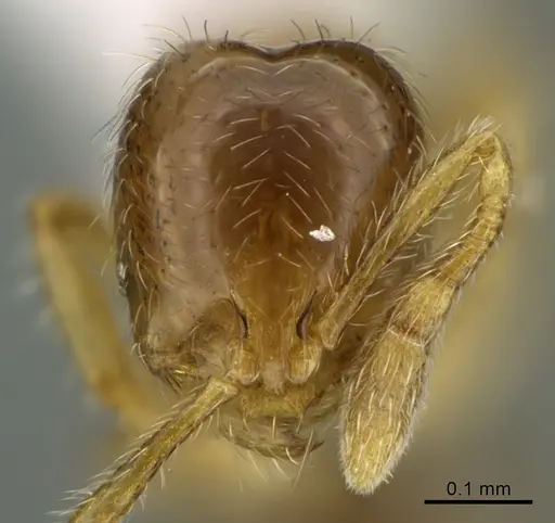 Solenopsis tenuis specimen CASENT0923562 image casent0923562_2
