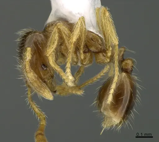 Solenopsis tenuis specimen CASENT0923562 image casent0923562_3