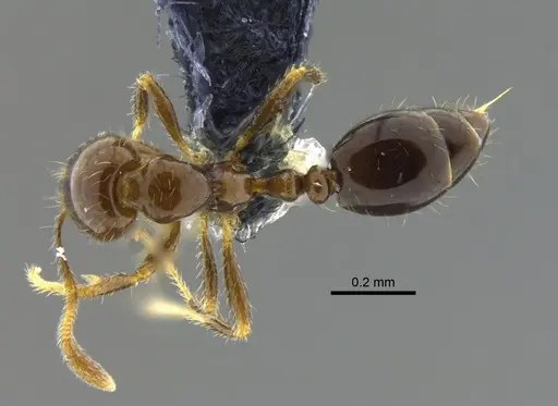Solenopsis tenuis specimen CBUMAGENT42079 image cbumagent42079_1