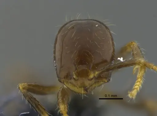 Solenopsis tenuis specimen CBUMAGENT42079 image cbumagent42079_2