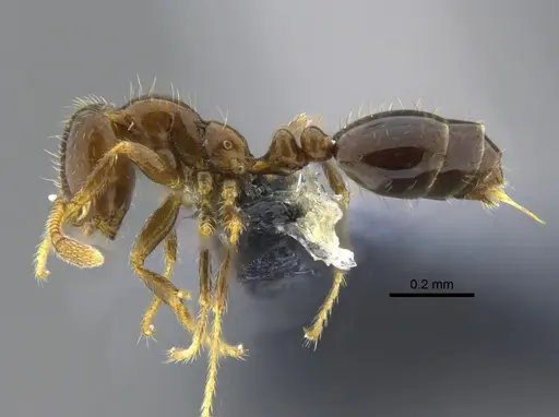 Solenopsis tenuis specimen CBUMAGENT42079 image cbumagent42079_3