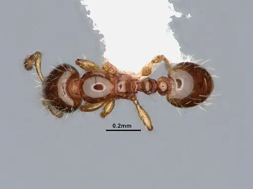 Solenopsis terricola specimen CASENT0884411 image casent0884411_1