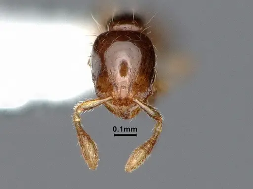 Solenopsis terricola specimen CASENT0884411 image casent0884411_2