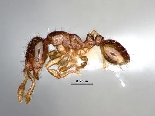 Solenopsis terricola specimen CASENT0884411 image casent0884411_3