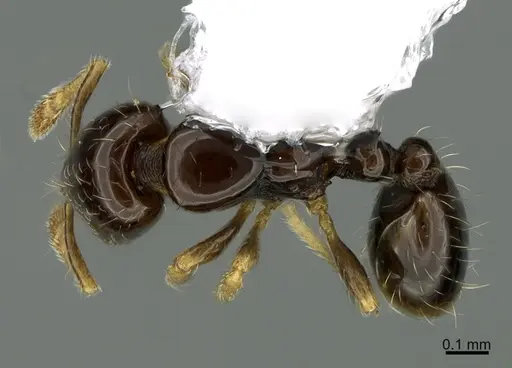 Solenopsis terricola specimen CASENT0923590 image casent0923590_1