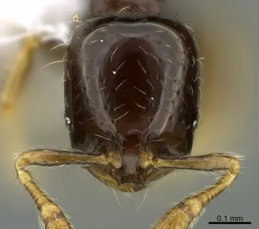 Solenopsis terricola specimen CASENT0923590 image casent0923590_2