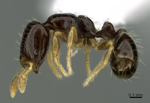 Solenopsis terricola specimen CASENT0923590 image casent0923590_3