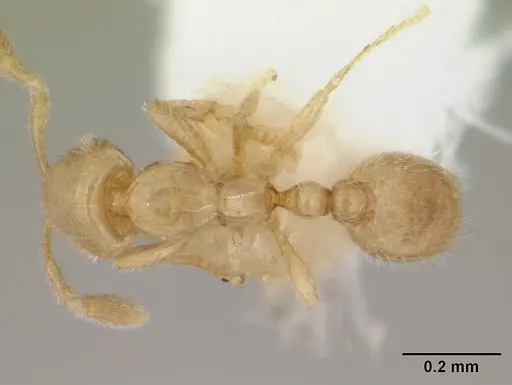 Solenopsis tetracantha specimen CASENT0178148 image casent0178148_1