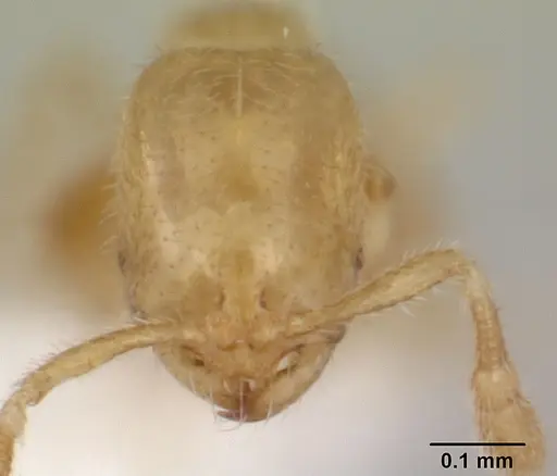 Solenopsis tetracantha specimen CASENT0178148 image casent0178148_2