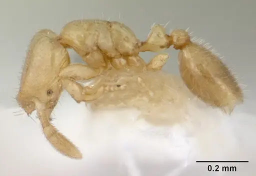 Solenopsis tetracantha specimen CASENT0178148 image casent0178148_3