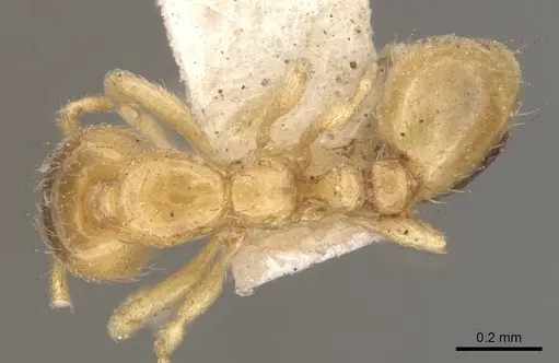Solenopsis tetracantha specimen CASENT0908854 image casent0908854_1