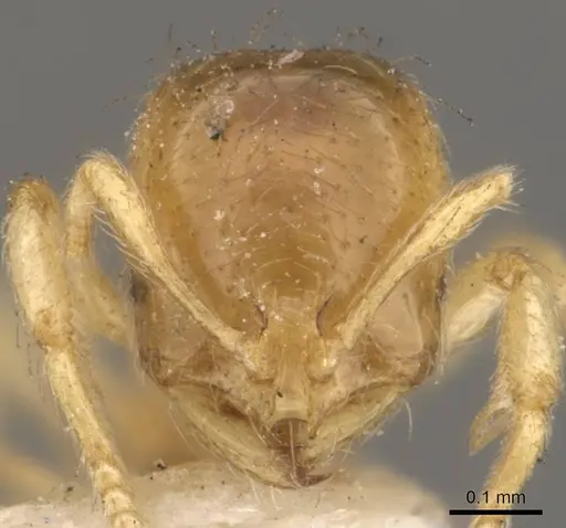 Solenopsis tetracantha specimen CASENT0908854 image casent0908854_2