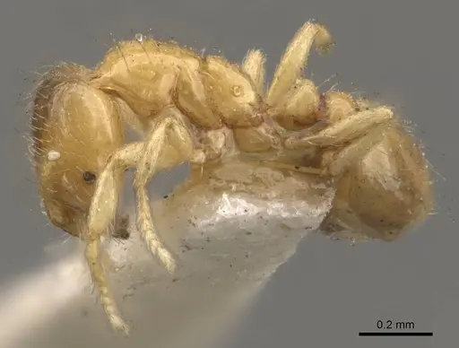 Solenopsis tetracantha specimen CASENT0908854 image casent0908854_3