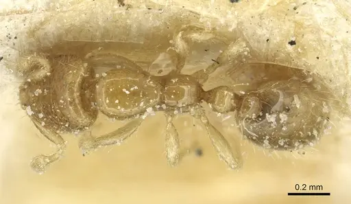 Solenopsis tetracantha specimen CASENT0913942 image casent0913942_1