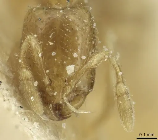 Solenopsis tetracantha specimen CASENT0913942 image casent0913942_2