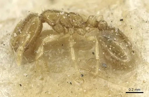 Solenopsis tetracantha specimen CASENT0913942 image casent0913942_3