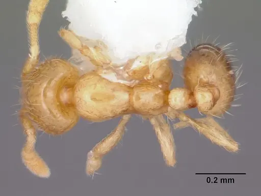 Solenopsis texana specimen CASENT0104813 image casent0104813_1