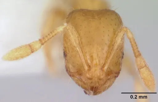 Solenopsis texana specimen CASENT0104813 image casent0104813_2