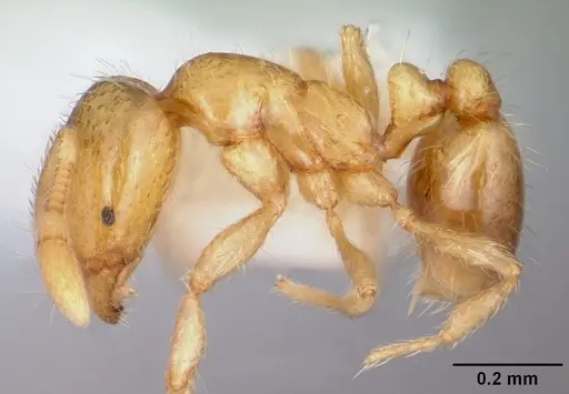 Solenopsis texana specimen CASENT0104813 image casent0104813_3